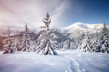 Magical image of spruces glowing by sunlight. Carpathian national park, Ukraine, Europe.