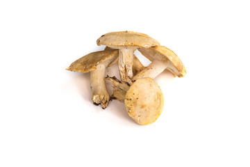 Champignons