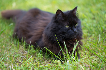 Chat