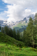 Fototapeta na wymiar Green meadows, high firs and snow-covered mountains in clouds, Austria