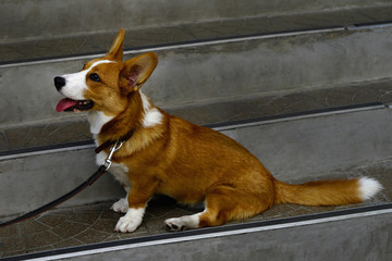  Corghi breed dog sitting on grey concrete stairs.    Selective focus .Red and white color. With a collar and a good mood.  
