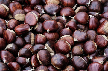 Background of chestnuts ust picked.