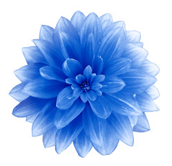Blue Dahlia flower on a white  background.  Isolated  with clipping path. Closeup. with no shadows.  Nature.