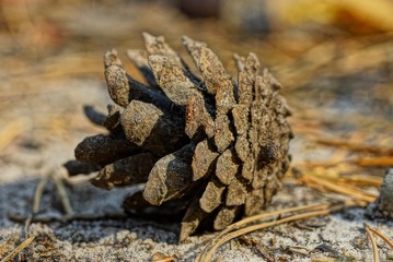 one gray dry pine cone lies on the sand in nature