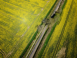Aerial view of a farm field growing oil seed rape with a road 