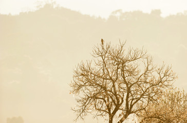 A Kestrel is perching on the bare tree.