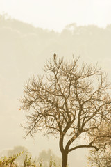 A Kestrel is perching on the bare tree.