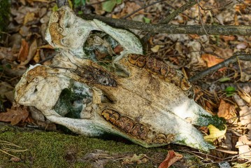 Naklejka premium big gray cow overgrown with green moss lies on a log in the forest