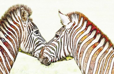 Fototapeta na wymiar Close up of two beautiful Zebras