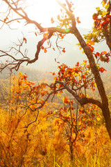 Colorful wild leaves in autumn.