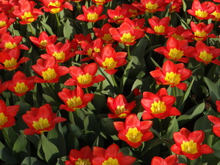field of red tulips