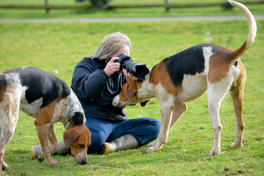 Woman photographing gets up-close and personal with a fox hound. 