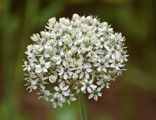 white flower in the garden
