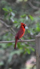Cardinal on a branch
