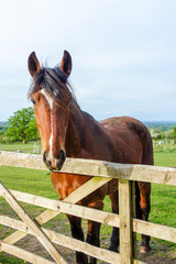 A portrait of a horse looking inquisitively over a wooden fence.