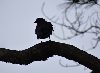 bird on a branch