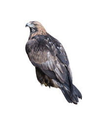 Golden eagle on white isolated background