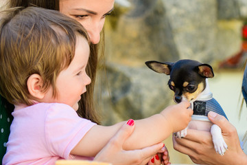 a small child gets acquainted with a dog. child and animal. A child lovingly touches his dog.