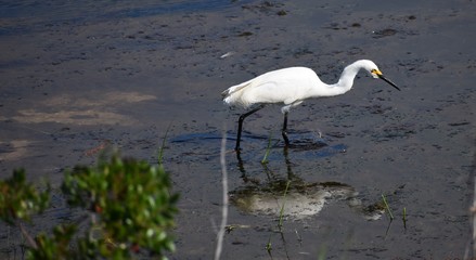 great blue heron in the water