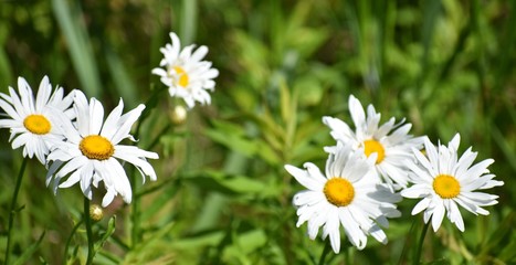 Obraz premium field of daisies