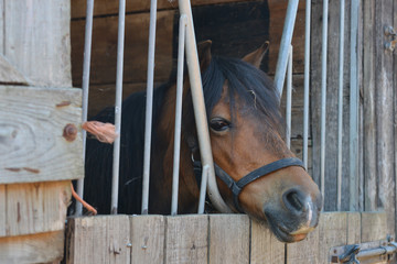 Bay pony looks out over stable door. 