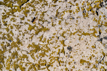 Concrete surface with spots of green moss. Grasshopper on the surface. Different lines, roughness. White, gray and green colors. Background. Top view
