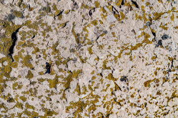 Concrete surface with spots of green moss. Grasshopper on the surface. Different lines, roughness. White, gray and green colors. Background. Top view