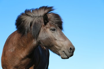 close up head portrait of a brown icelandic horse