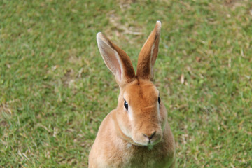 The Face of a Cute Tame Rex Rabbit.
