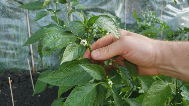 Home gardening - Checking or inspecting blooming or flourishing mini hot pepper plant growing in small garden bed.