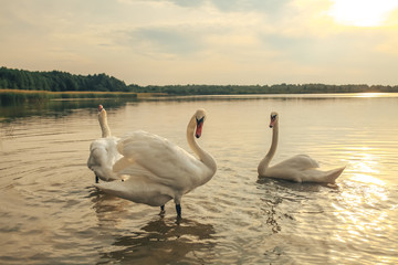 swan on blue lake water in sunny day, swans on pond, nature series