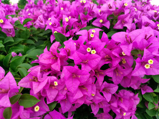 Obraz na płótnie Canvas Blooming bougainvillea flowers background. Bright pink magenta bougainvillea flowers as a floral background. Bougainvillea flowers texture and background. Close-up view Bougainvillea tree with flowers