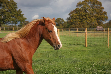 horse in the field looking grumpy with mane blowing in the wind. 