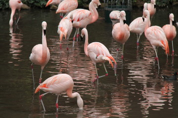 Obraz na płótnie Canvas A Collection of Pink Flamigo Birds Standing in Water.