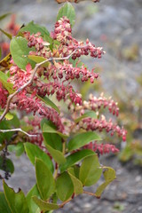 Fleurs rouges poussant &agrave; proximit&eacute; du volcan Irazu