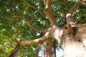 【ハワイ】ガジュマル