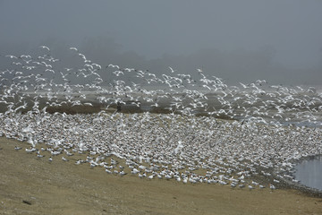 Flock of Elegant Terns at Mass Landing 