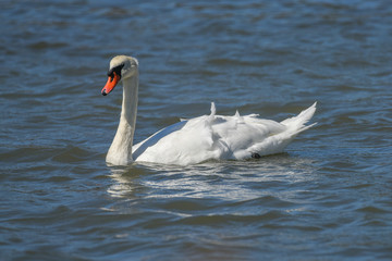 Mute Swan in California Martinez