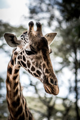 An animal portrait shot of a giraffe