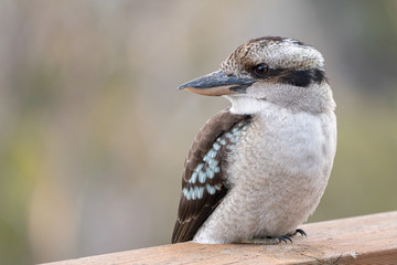 Kookaburra on verandah, close up