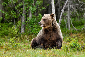 Fototapeta na wymiar A grumpy looking Brown bear in the night.