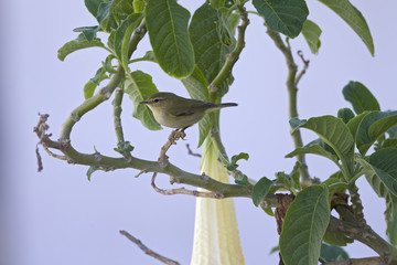 A Sardinian warbler (Sylvia melanocephala) perched at daytime on a branch in a flower garden in the Algarve Portugal.