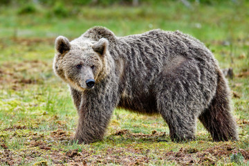 Brown bear is very keen to know what's happening behind his back.