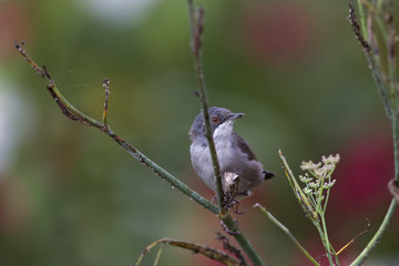 A Sardinian warbler (Sylvia melanocephala) perched at daytime on a branch in a flower garden in the...