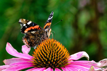 This Red Admiral butterfly owned this purple coneflower all to himself.