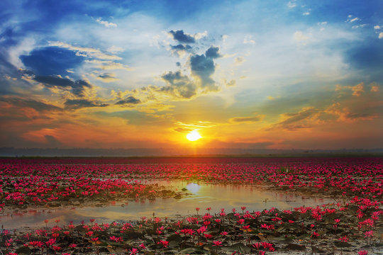 Udon Thani , picture of beautiful lotus flower field at the red lotus Panorama View at sunrise