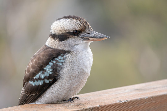 Kookaburra on verandah, close up