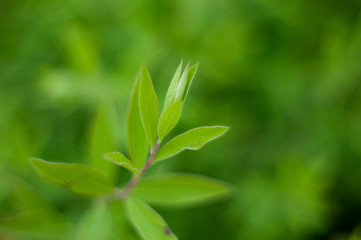 Fototapeta na wymiar Flower leaf