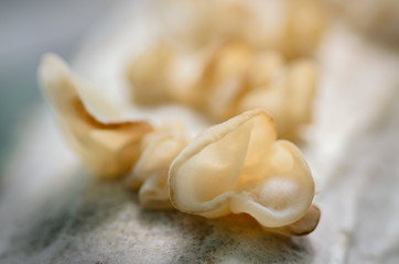 mushroom cultivation, mushroom growing in farm