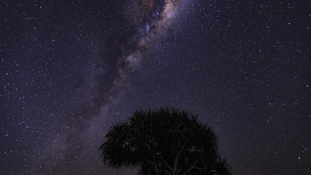 Milky Way motion time lapse over pandanus tree